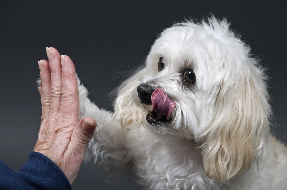 maltipoo cachoro