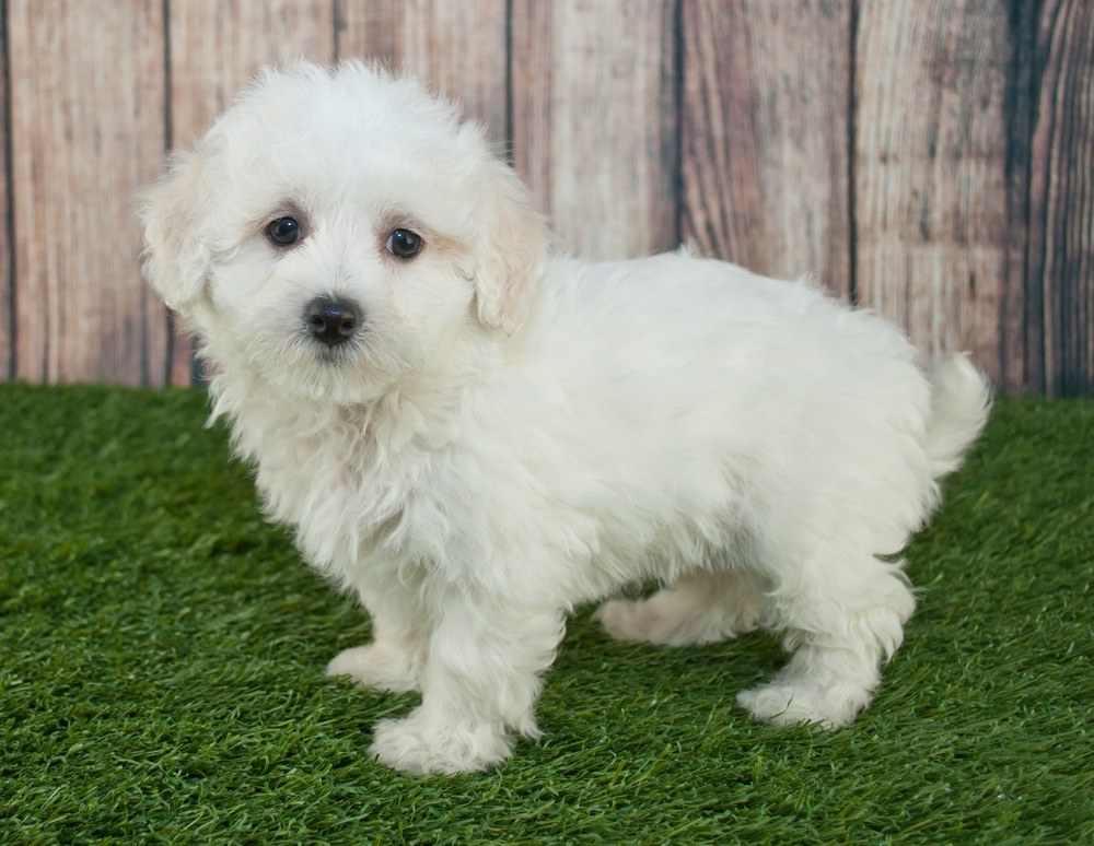 maltipoo filhote