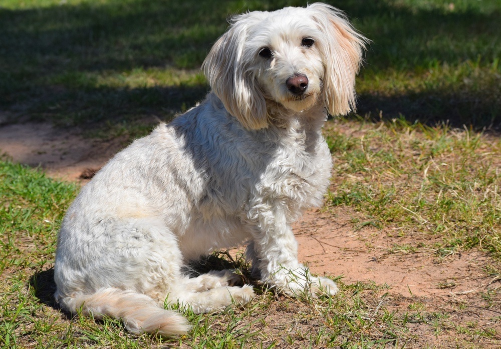 maltipoo