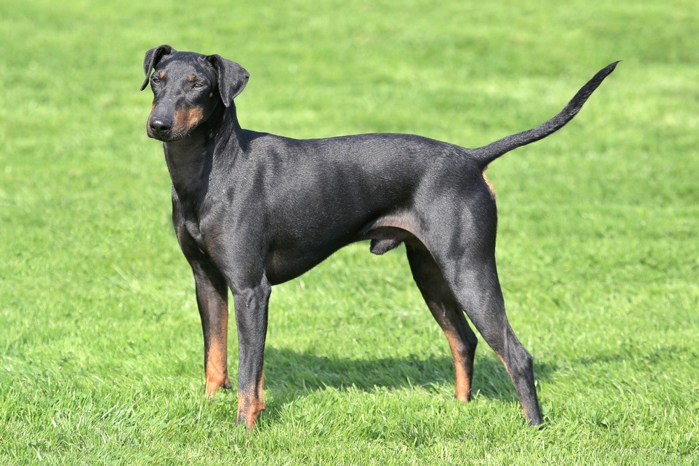 Manchester Terrier cão