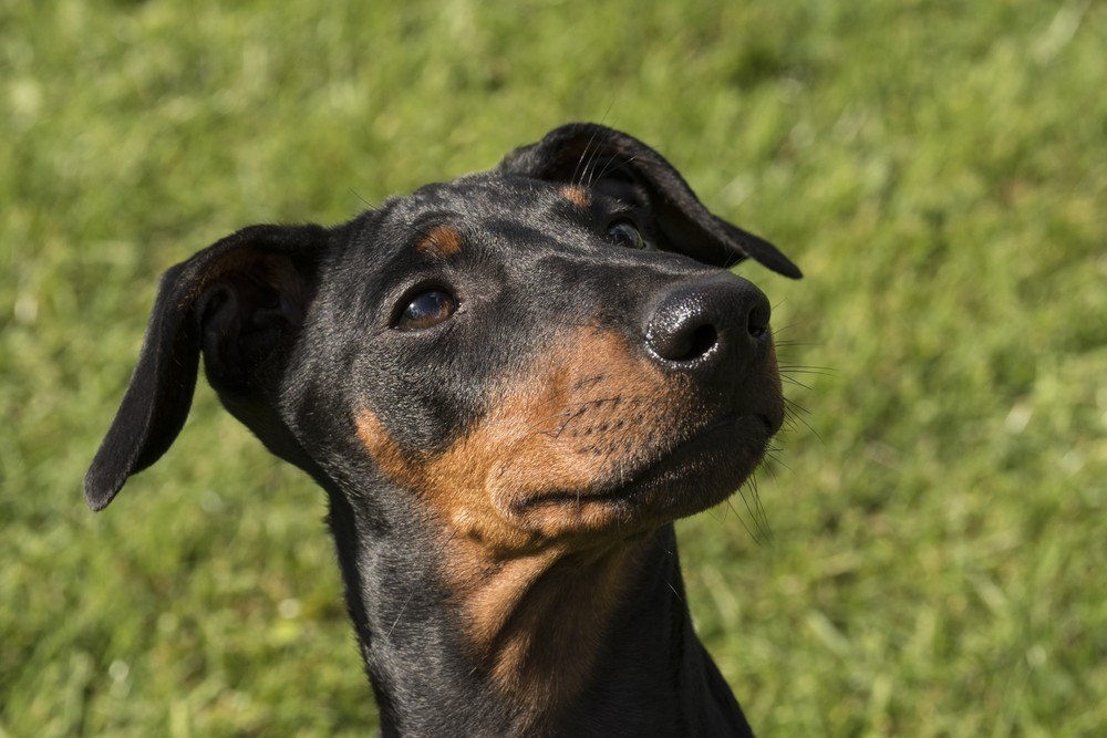 Manchester Terrier cachorro