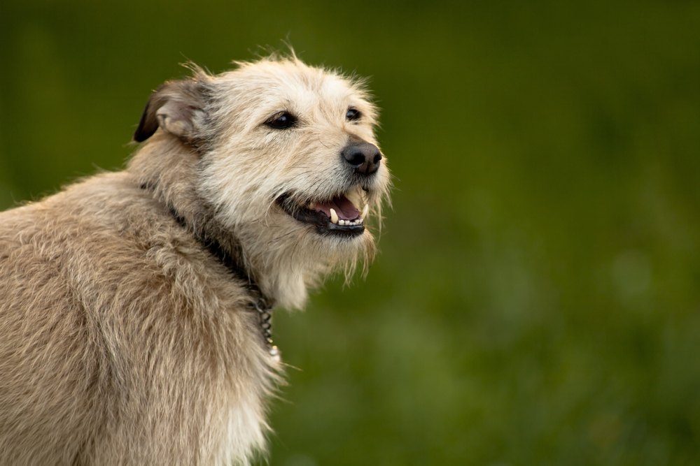 Norfolk terrier cachorro