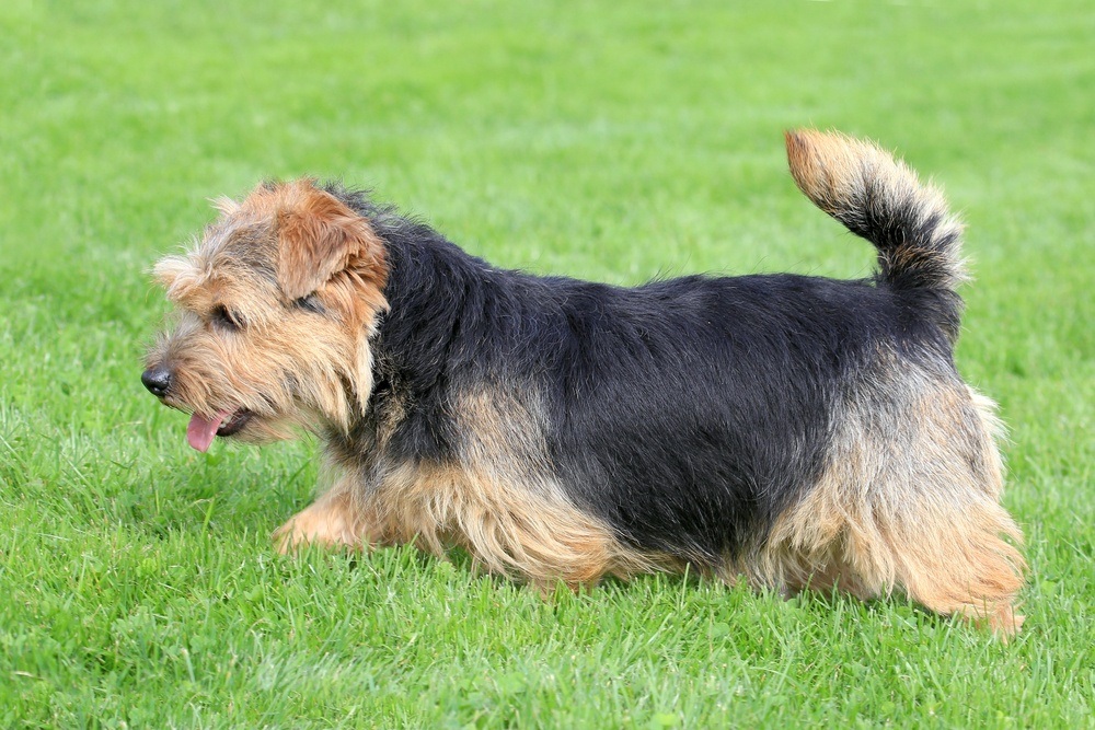 Norfolk terrier cão