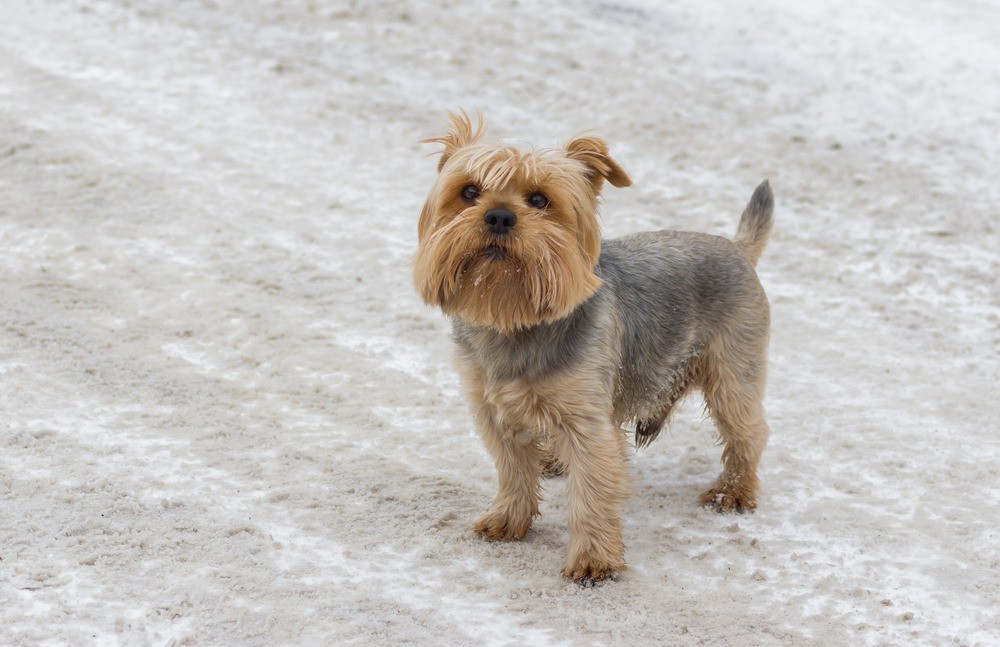 Norfolk terrier