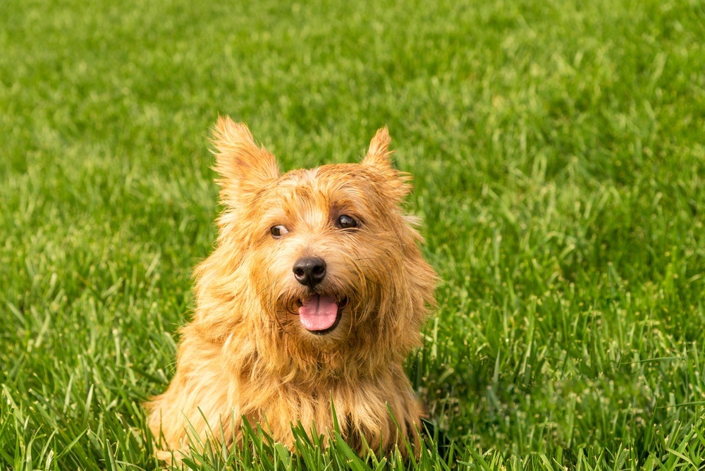 Norwich terrier cão