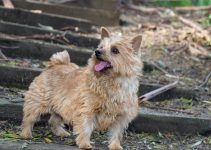 Norwich terrier cachorro