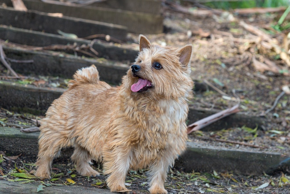 Norwich terrier cachorro