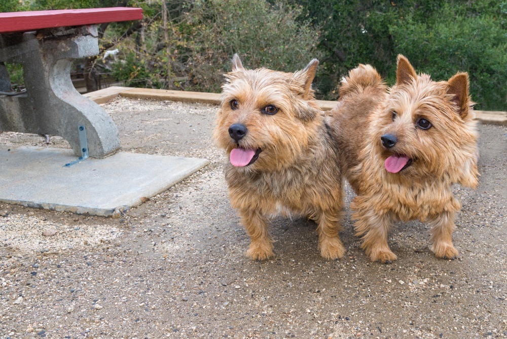 Norwich terrier