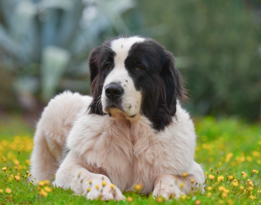 Landseer  Características da raça e como cuidar zooplus Magazine