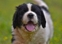 landseer cão