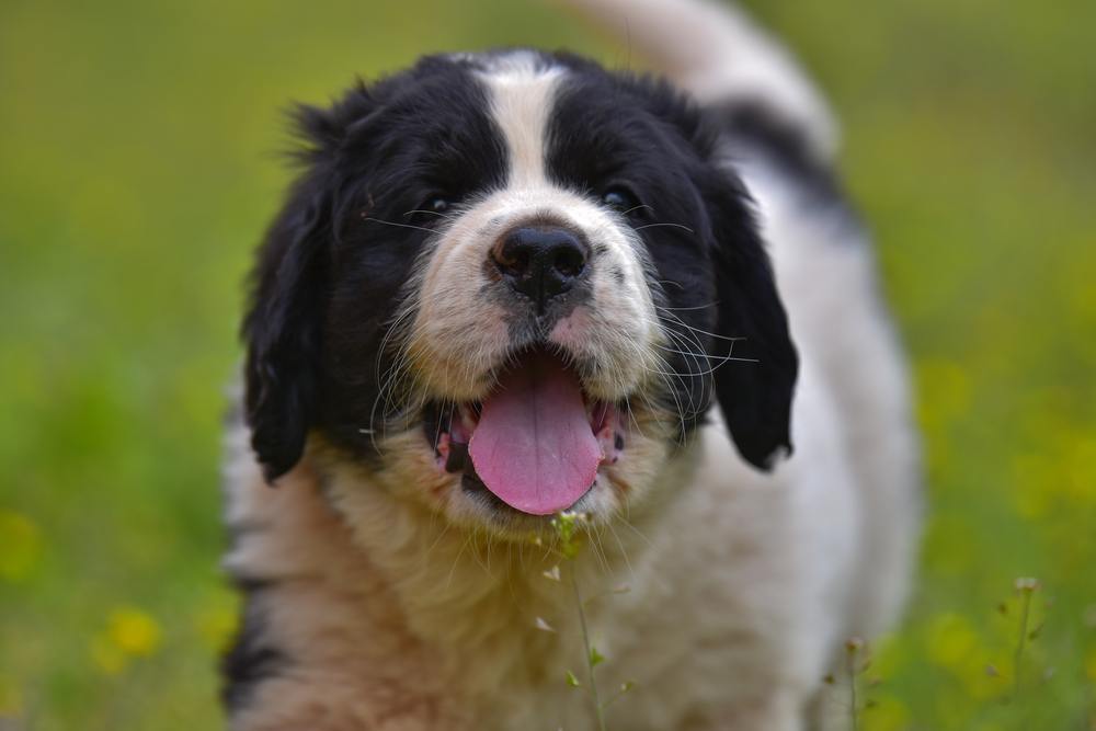 landseer cão