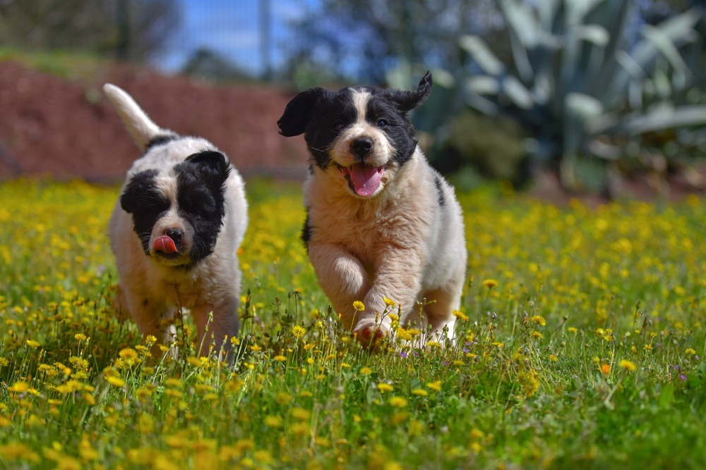 landseer