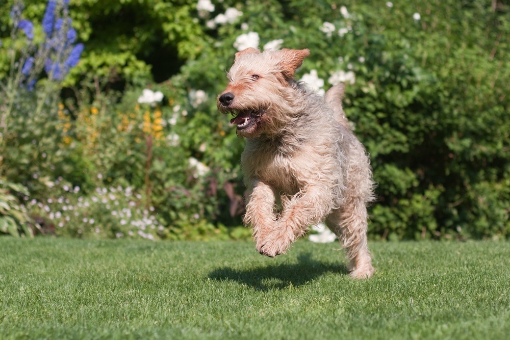 otterhound cachorro