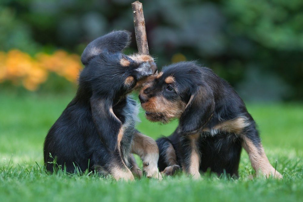 otterhound cão