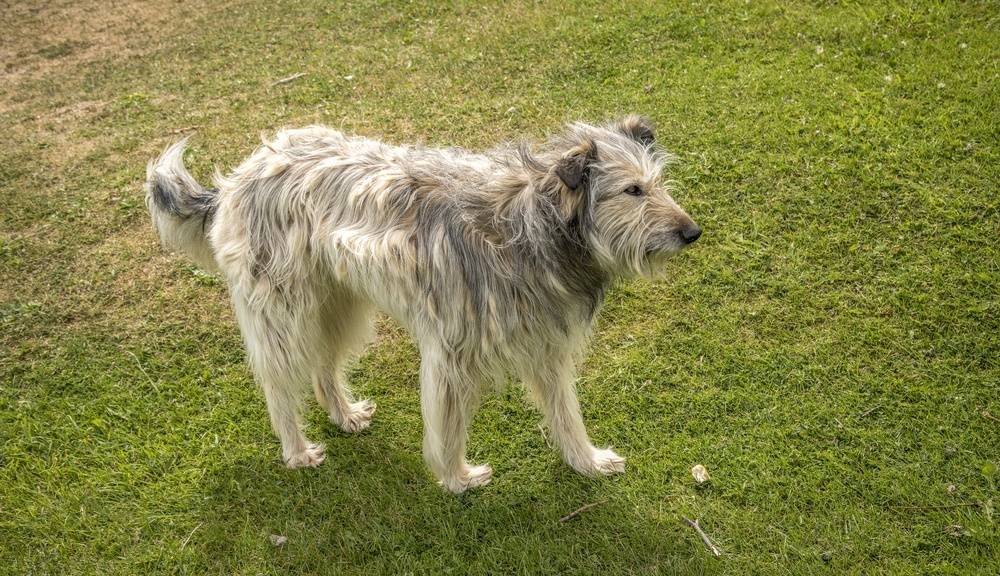 otterhound