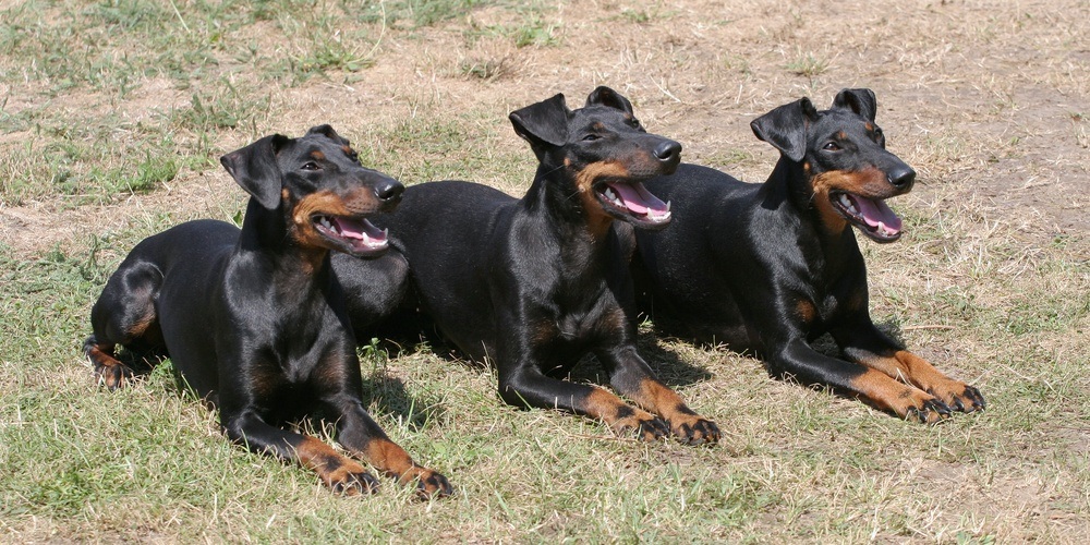 Manchester Terrier