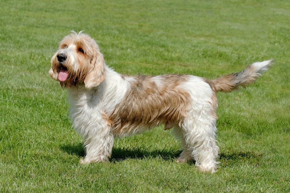 Pequeno Basset Griffon da Vendeia