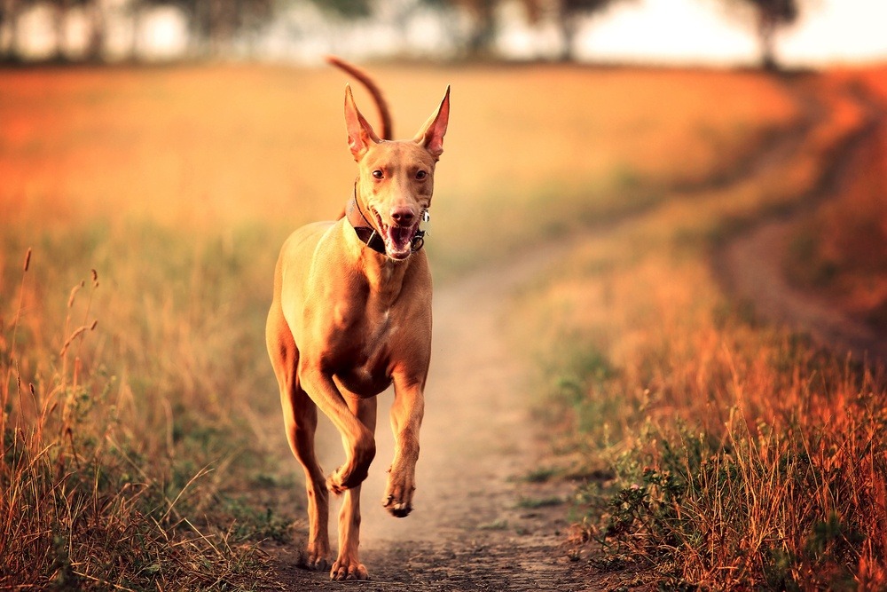 pharaoh hound cão