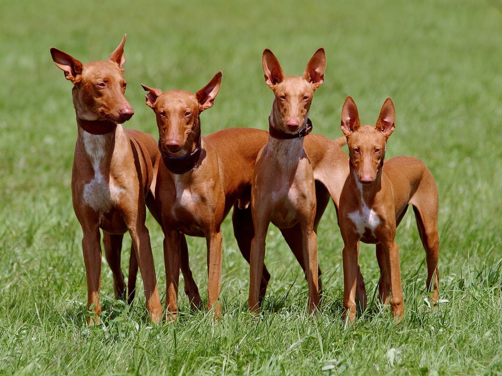 pharaoh hound cachorro