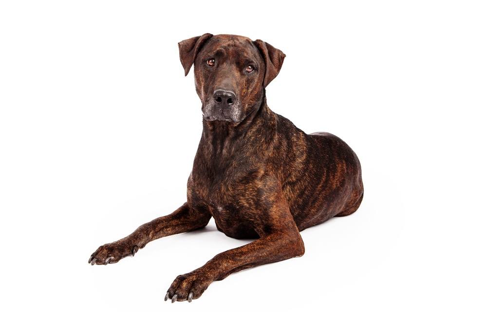 Plott Hound cão