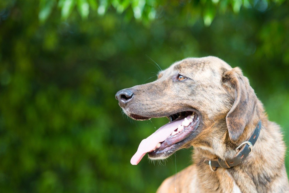 Plott Hound cachorro