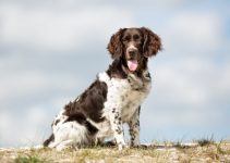 Pequeno Munsterlander cão