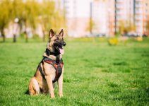 Pastor Belga Malinois cão