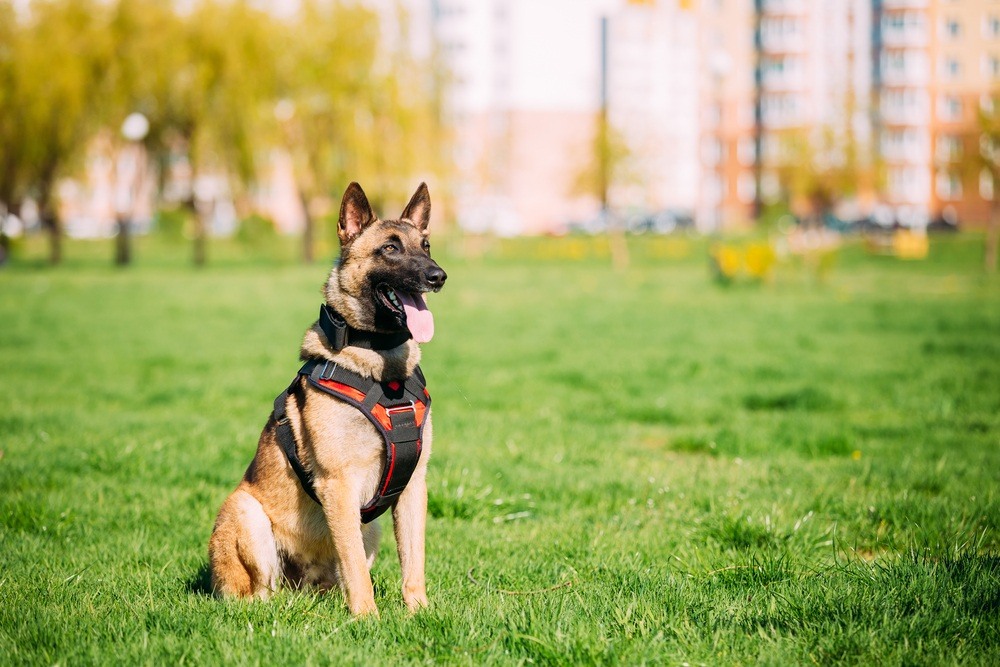 Pastor Belga Malinois cão