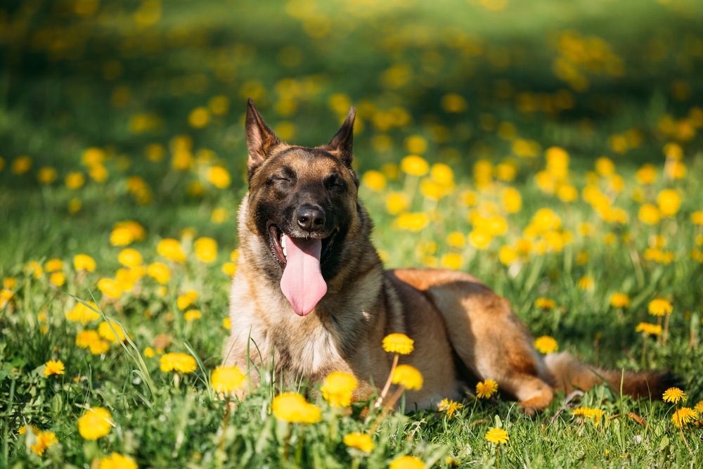 Pastor Belga Malinois cachorro