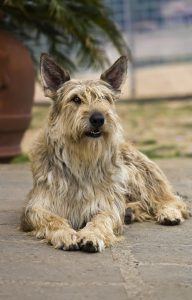 Pastor da Picárdia cão