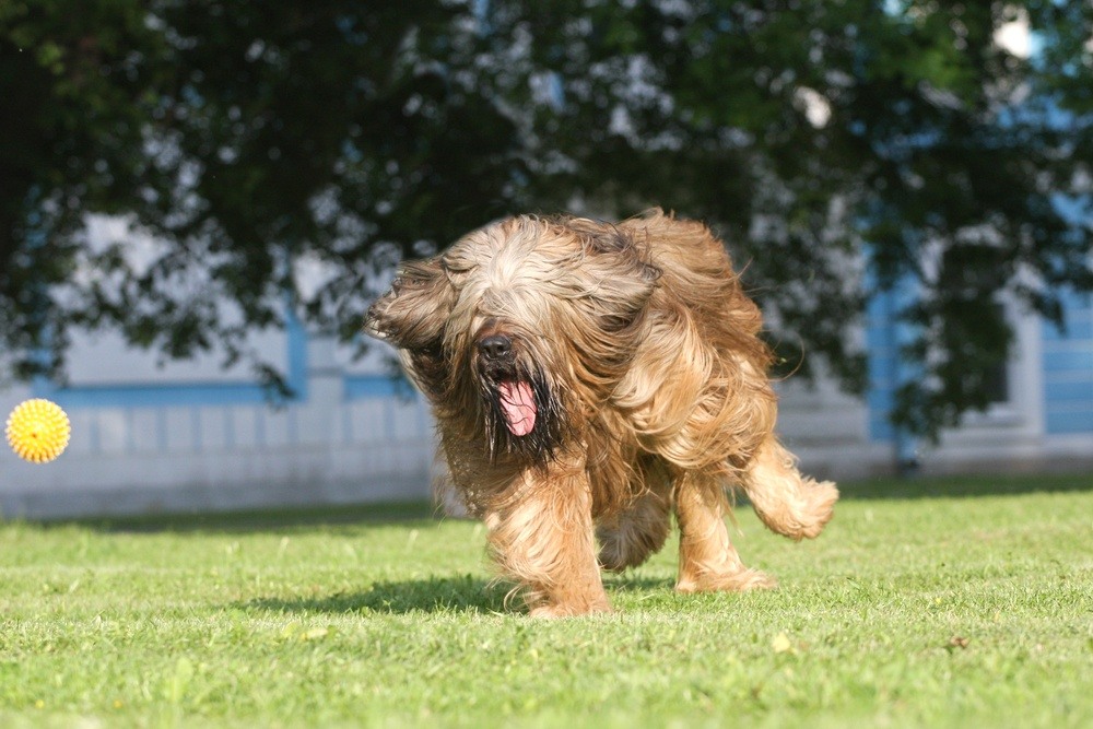 Pastor de Brie cão