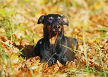 Pinscher alemão cachorro