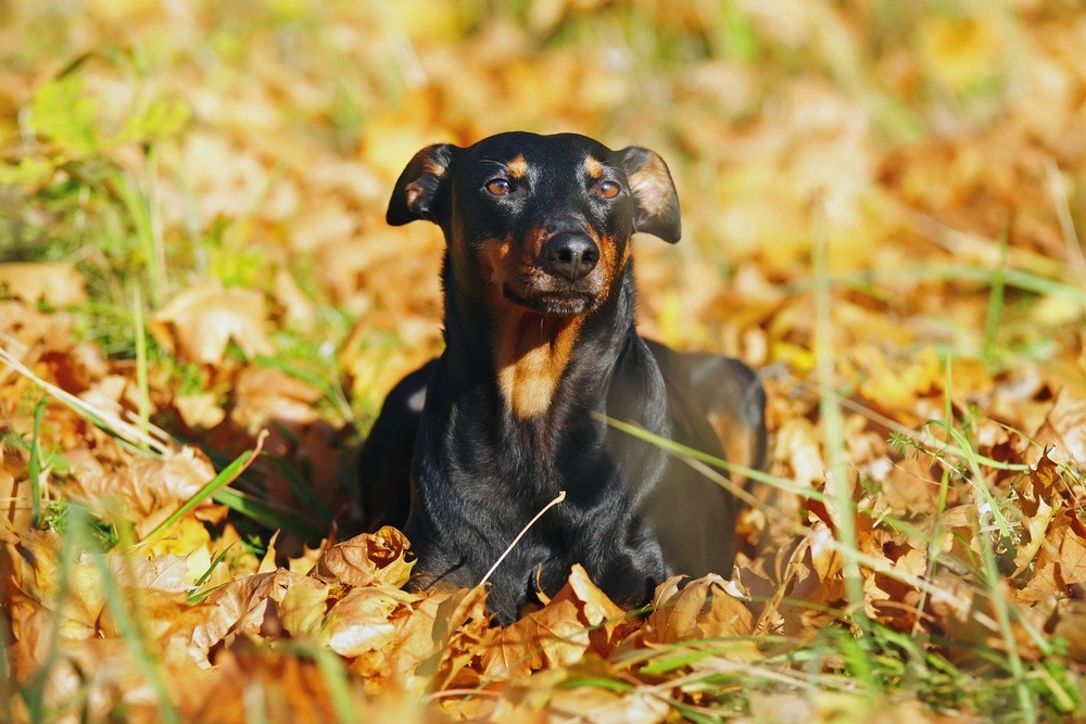 Pinscher alemão cachorro