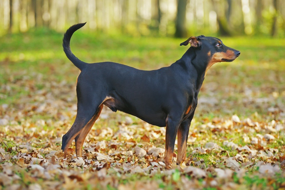 Pinscher alemão