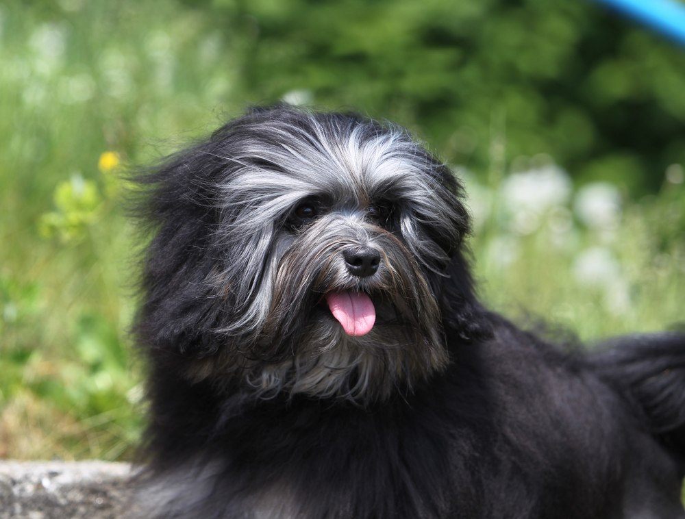 Pequeno Cão Leão cachorro