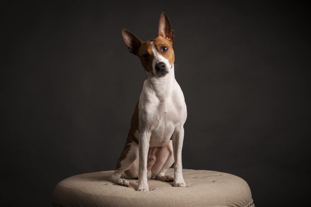 rat terrier cachorro