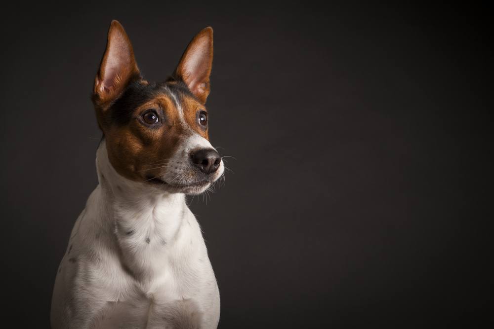 rat terrier