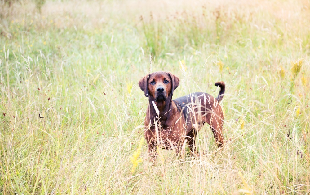 redbone cão