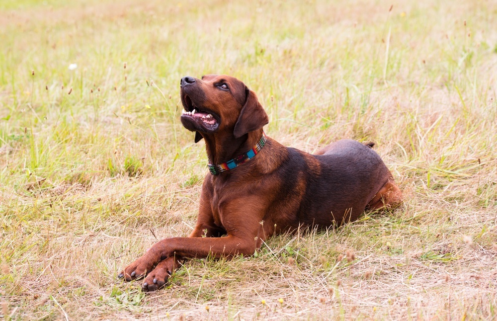 redbone cachorro