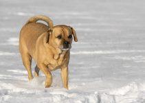 puggle cachorro