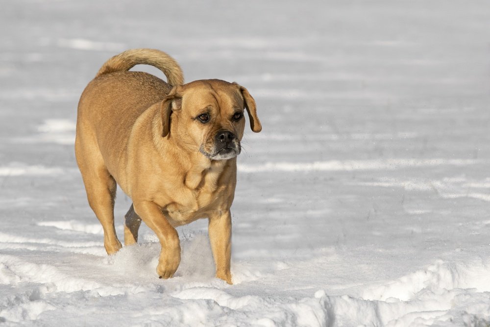 puggle cachorro