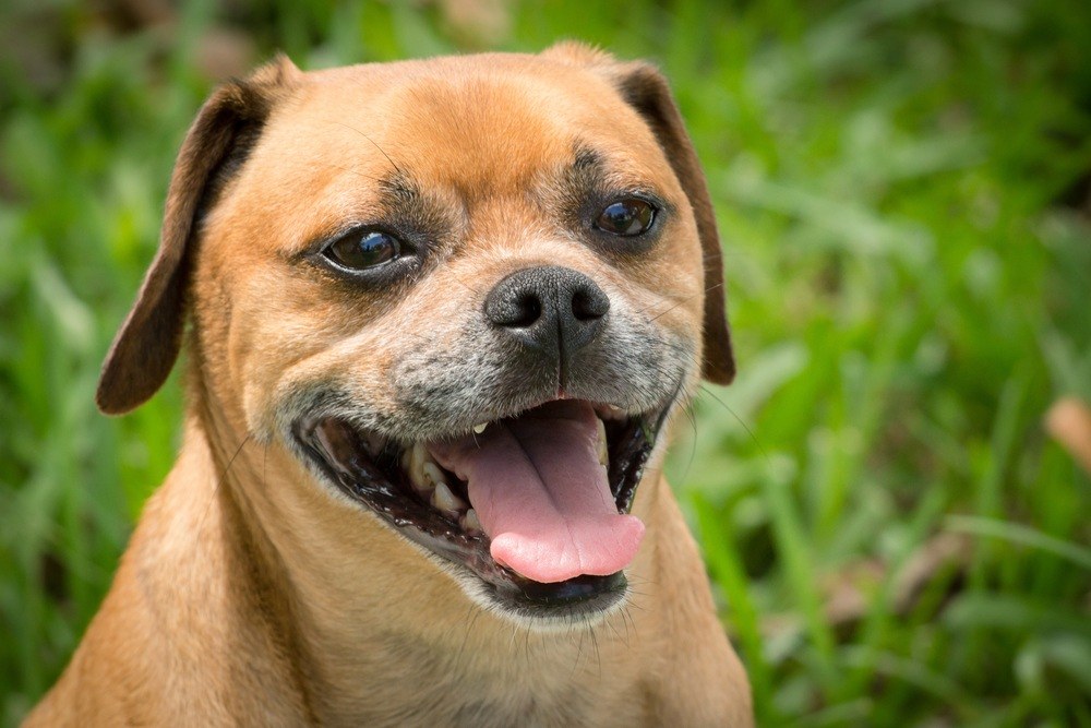 puggle cão