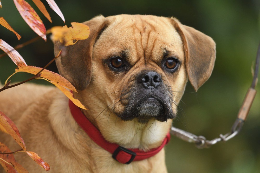 puggle