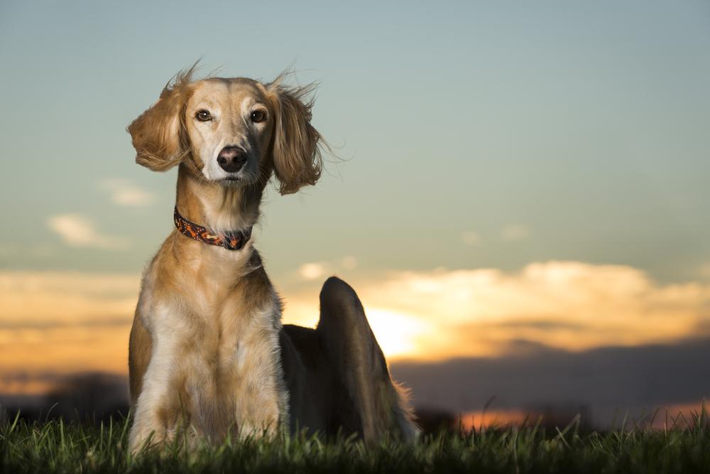 saluki raça