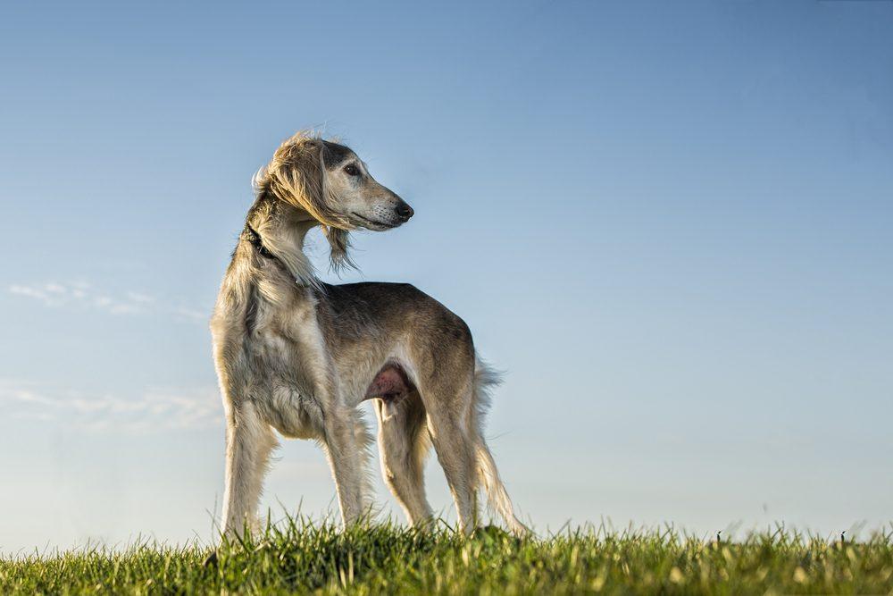 saluki cachorro