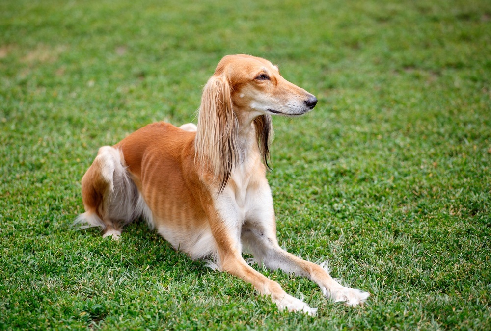 saluki cão