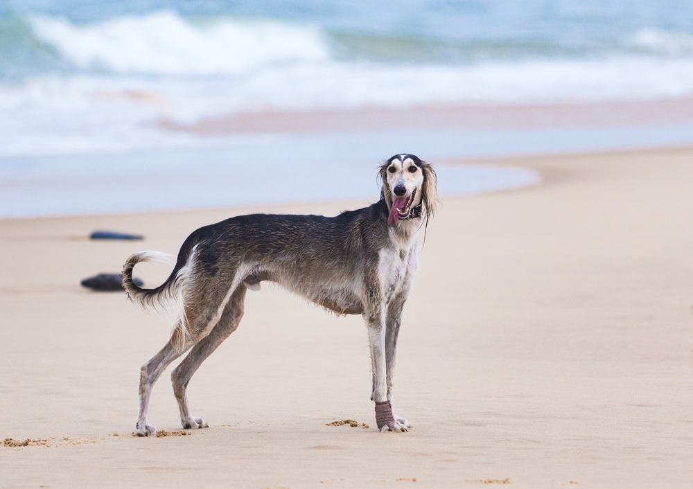 saluki