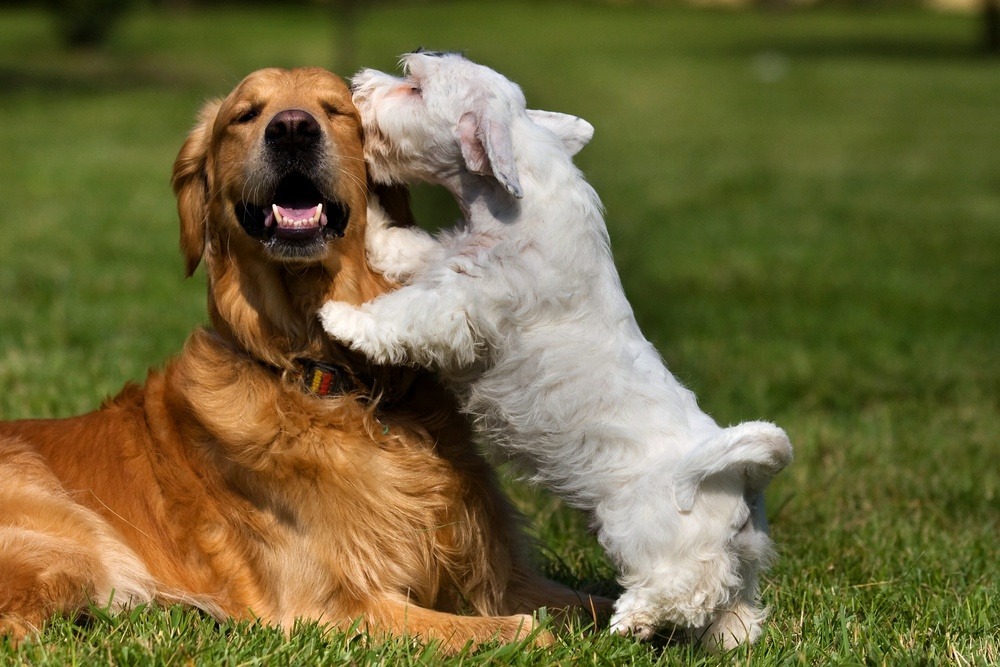 Sealyham Terrier cão