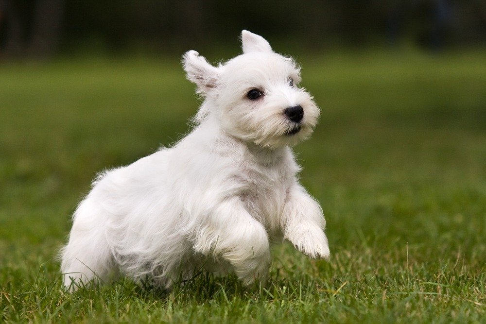 Sealyham Terrier cachorro