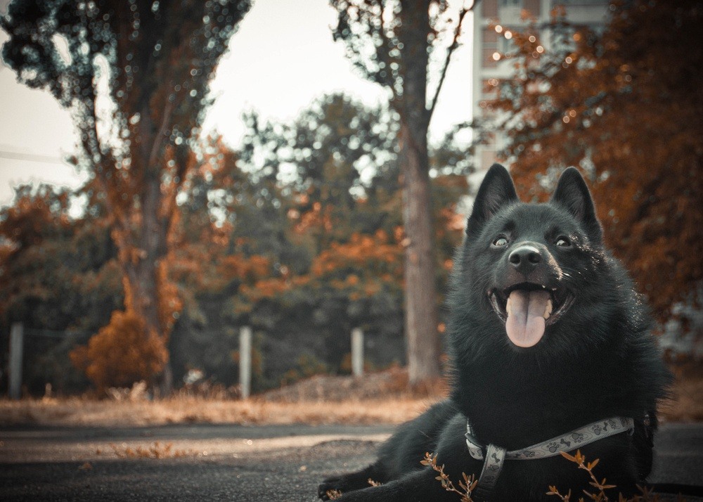 schipperke cachorro